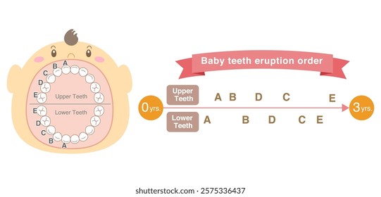 Baby teeth eruption order and baby with its mouth wide open.