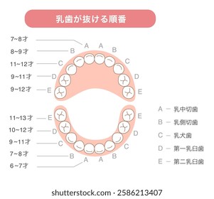 Baby teeth fall out chart[Translate]Central incisor,Lateral incisor,Canine,First molar,Second molar