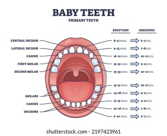 Baby teeth with primary tooth eruption and shedding time outline diagram. Labeled educational scheme with open mouth and dental incisor, canine and molar location vector illustration. Child medicine.