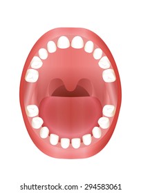 Baby Teeth Teething Children Primary teeth - childrenÃ?Â´s mouth model with upper and lower jaw and its twenty temporary teeth - three-dimensional vector illustration on white background.