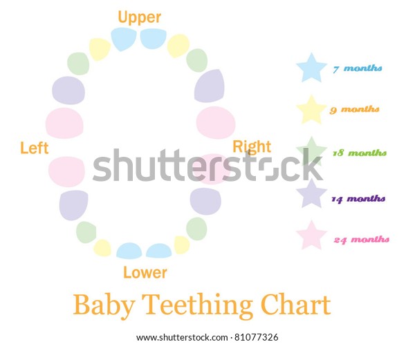 Baby Teething Chart
