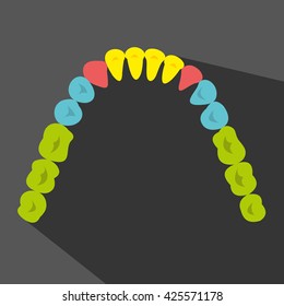 Baby tooth chart eruption record, great for health dental care concept
