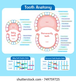 Baby Tooth Chart On The Blue Background