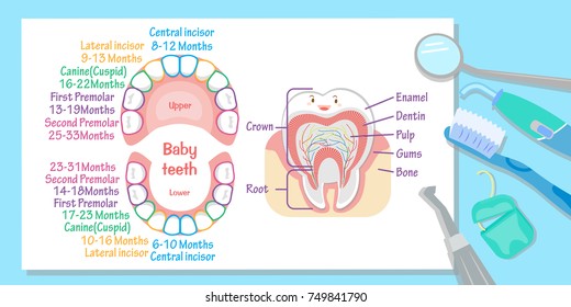 baby tooth chart on the blue background