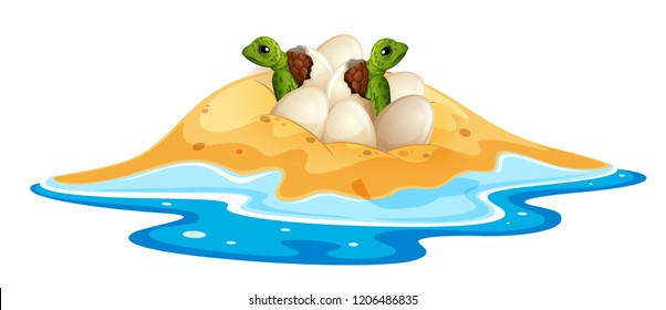 Baby Turtle Hatchlings Egg Illustration