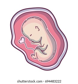 baby with umbilical cord inside uterus
