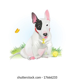 baby white bull terrier