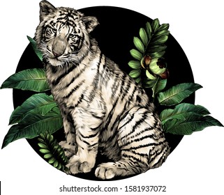 baby white tiger sitting full length and looking straight at the background composition of tropical leaves, sketch vector graphics color illustration on white background