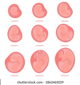 Bebé en el útero de 1 a 9 meses de embarazo.