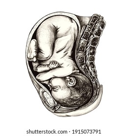 baby in the womb, detailed anatomical drawing, linear drawing on white background, black and white