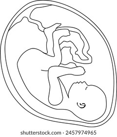  A baby in the womb is in the fetal position with its head down. Outline vector illustration. Transparent background.