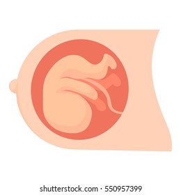 Baby in womb icon. Cartoon illustration of baby in womb vector icon for web