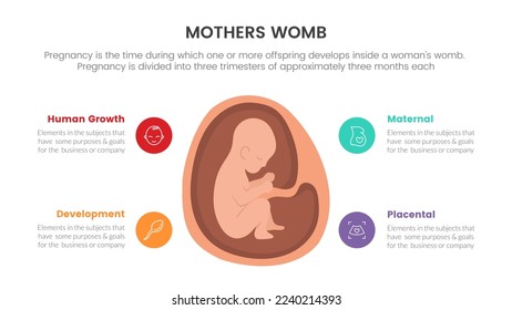 baby in the womb pregnant or pregnancy infographic concept for slide presentation with 4 point list