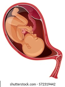 Baby in womb of pregnant woman illustration