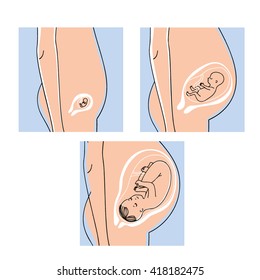 Baby in womb. Woman pregnant belly. vector illustration. Pregnancy week by week. Twelve, twenty, forty weeks.