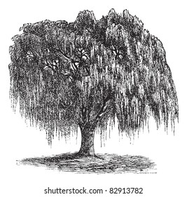 Babylon Willow Or Salix Babylonica Or Peking Willow Or Weeping Willow, Vintage Engraving. Old Engraved Illustration Of Babylon Willow Tree. Trousset Encyclopedia (1886 - 1891).