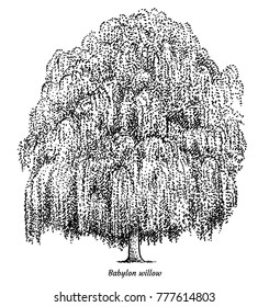 Babylon willow tree illustration, drawing, engraving, ink, line art, vector