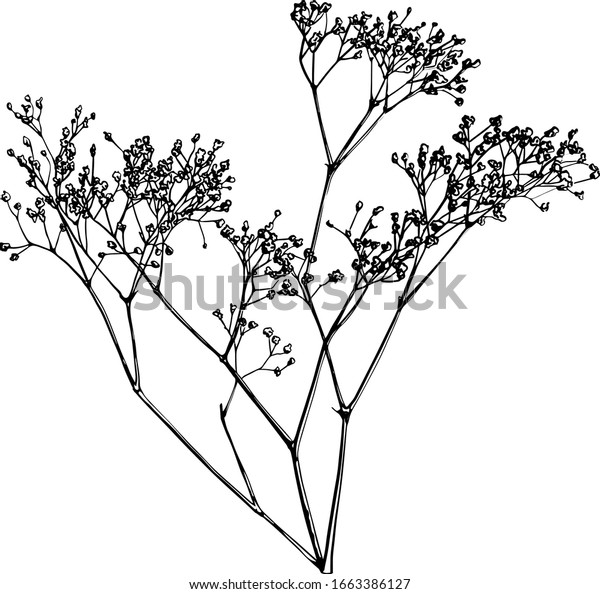 Babys Breath Flower Gypsophila Vector Drawing Stock Vector Royalty Free