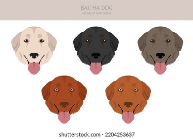 Bac Ha dog all colours clipart. Different coat colors and poses set.  Vector illustration