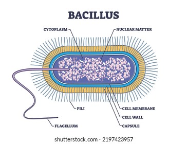 Bacillus anatomy with microscopic microbe structure outline diagram. Labeled educational scheme with microorganism parts vector illustration. Cytoplasm, nuclear matter, pili and flagellum location.