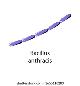 Bacillus anthracis. Bakterieller Mikroorganismus. Vektorillustration, einzeln auf Weiß.