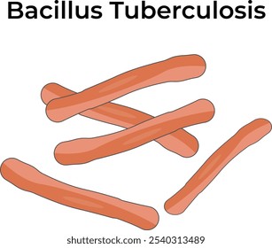 Bacillus Tuberculosis Science Ilustração do vetor