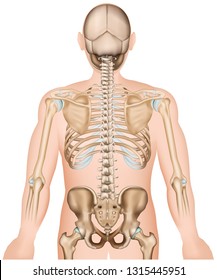 Back bones ribs and hip 3d medical vector illustration