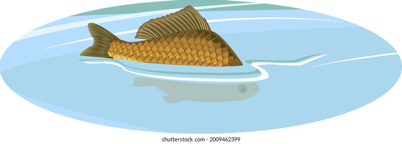 Back fin of crucian carp fish sticking out of water during spawning