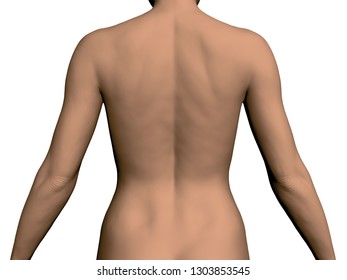The back of a girl without a head and legs. Realistic girl back. Vector illustration.