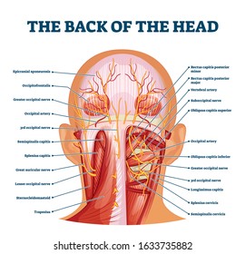 Back of the head muscle structure and nerve system diagram, vector illustration labeled medical health care scheme. Educational information for sports fitness training and chiropractor therapy.