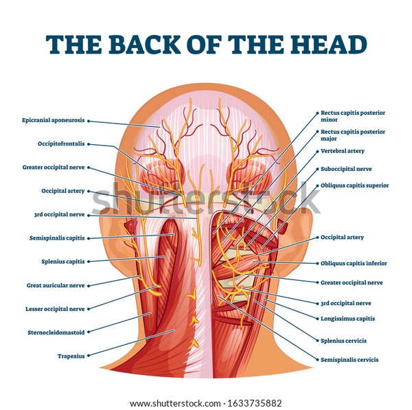 Back of the head muscle structure and nerve\
system diagram, vector illustration labeled medical health care\
scheme. Educational information for sports fitness training and\
chiropractor therapy.