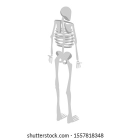 Back of human skeleton icon. Isometric of back of human skeleton vector icon for web design isolated on white background