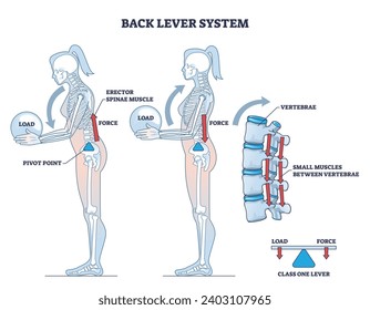 Back lever system with vertebrae bone movement on lever outline diagram. Labeled educational physical principles for human skeleton or muscle work with load, force and pivot point vector illustration