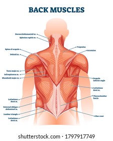 Back muscles labeled anatomical educational body scheme vector illustration. Medical musculature titles for human physiology knowledge. Model diagram with trapezius, axromion, deltoid and iliac crest.