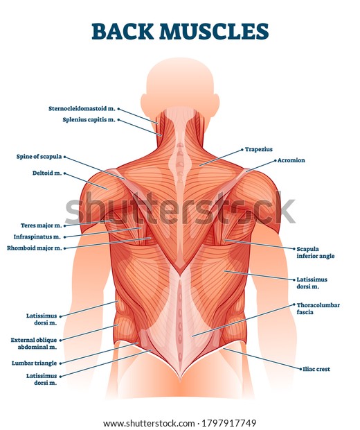 Back Muscles Images Stock Photos Vectors Shutterstock