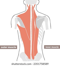 Back muscles and skeleton illustration