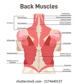 Back muscles system. Didactic scheme of anatomy of human muscular system. Superficial extrinsic muscles of the back: trapezius, latissimus dorsi, rhomboid major and minor. Flat vector illustration