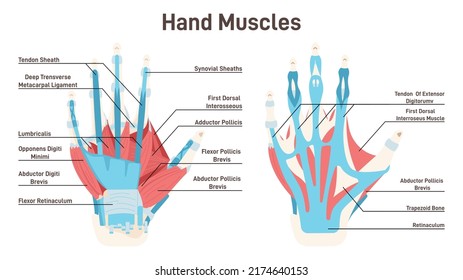 Back muscles system. Didactic scheme of anatomy of human muscular system. Superficial extrinsic muscles of the back: trapezius, latissimus dorsi, rhomboid major and minor. Flat vector illustration