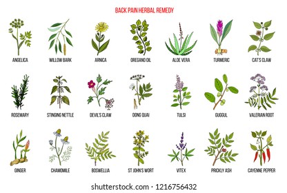 Back pain herbal remedy. Hand drawn vector set of medicinal plants