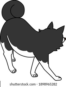 The back of a Siberian Husky looking back.