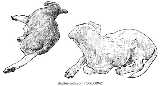 The back side of two laying down dogs. 
