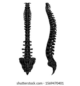 Back and side view of the spine. Realistic spine