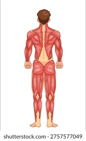 Back view human muscle anatomy showing full body muscle groups for fitness training medical education and anatomical study.