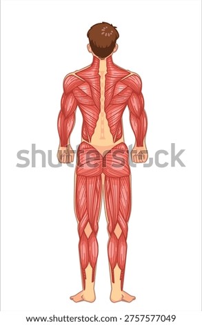 Back view human muscle anatomy showing full body muscle groups for fitness training medical education and anatomical study.