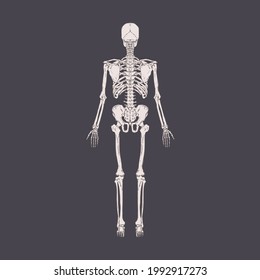 Back view of human skeleton with bones, ribs, pelvis, spine and skull. Full-length body structure x-ray. Anatomical drawing. Realistic detailed hand-drawn vector illustration of isolated xray scan