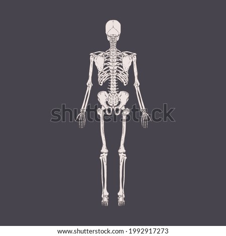 Back view of human skeleton with bones, ribs, pelvis, spine and skull. Full-length body structure x-ray. Anatomical drawing. Realistic detailed hand-drawn vector illustration of isolated xray scan
