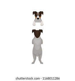 Back view of jack russell terrier standing on hind paws and muzzle peeking out from fence. Dog hanging on border. Flat vector design
