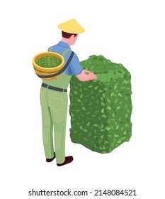 Back view of male picker plucking tea leaves with basket isometric icon vector illustration