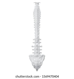 Back view of the spine on a white background