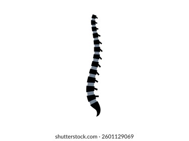 Backbone anatomical poster. Logo or icon for spine center or chiropractor clinic. Intervertebral foramen, cervical, thoracic and lumbar sections of the human vertebrae flat vector medical illustration